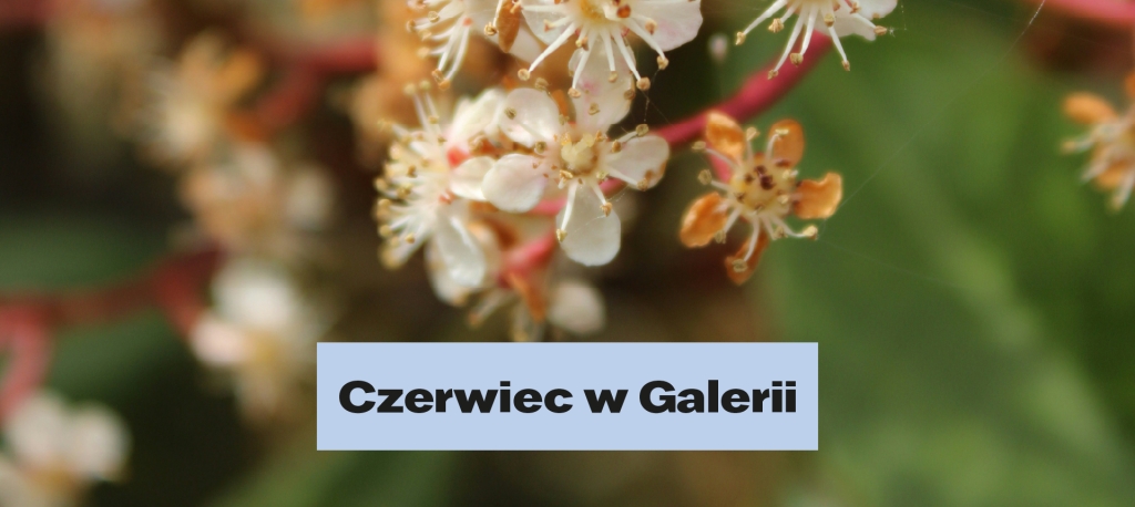 Czerwiec w Galerii
